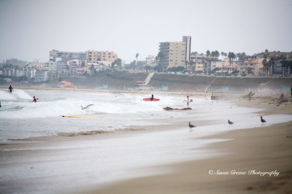 shoreline surfers and birds