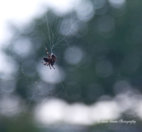 orb-weaving spider