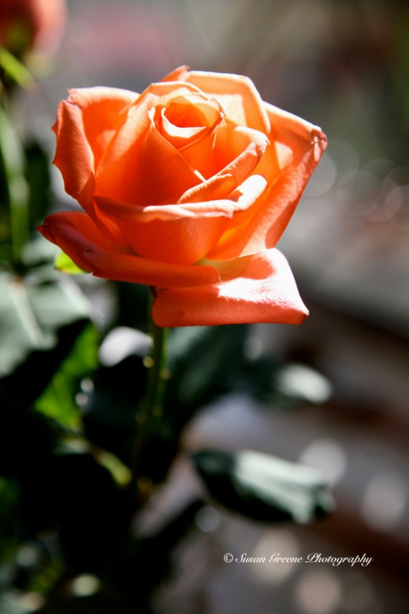 sidelit rose