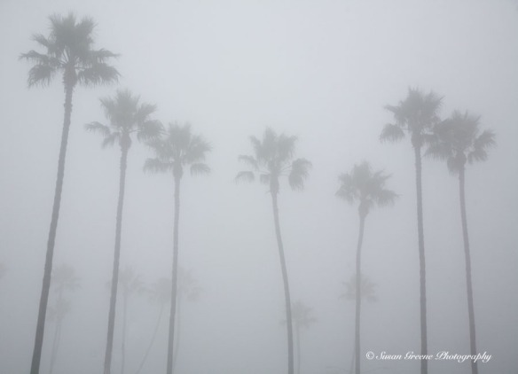 Palm trees in fog