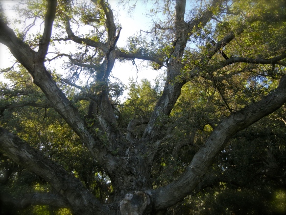cool oak tree
