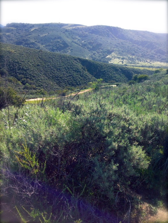 trail vista